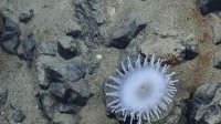Les fonds marins ne doivent pas devenir le «&nbsp;Far West&nbsp;» de l’exploitation des minéraux rares, avertit l’ONU
