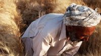 Denrées alimentaires : les prix mondiaux des céréales et huiles végétales ont fléchi en juillet (FAO)
