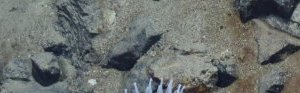 Les fonds marins ne doivent pas devenir le « Far West » de l’exploitation des minéraux rares, avertit l’ONU
