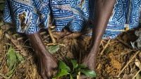 « Nous devons mettre un terme à ces guerres insensées contre la nature »
