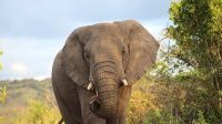 Makokou : Un villageois retrouvé mort après avoir été attaqué et blessé par un éléphant
