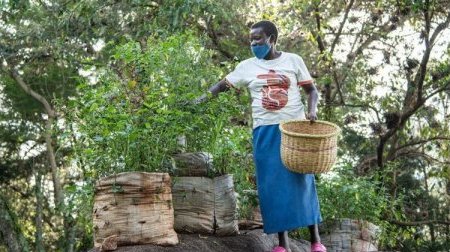 Les Africains en première ligne face à la crise de la biodiversité
