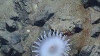 Les fonds marins ne doivent pas devenir le « Far West » de l’exploitation des minéraux rares, avertit l’ONU
