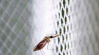 L’OMS lance une initiative visant à empêcher une nouvelle pandémie mondiale
