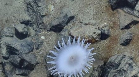 Les fonds marins ne doivent pas devenir le « Far West » de l’exploitation des minéraux rares, avertit l’ONU
