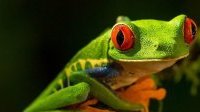Journée de la biodiversité : l’ONU appelle à construire un avenir partagé pour toutes les formes de vie
