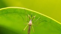 Le Congo va vacciner plus de 4 millions de personnes contre la fièvre jaune
